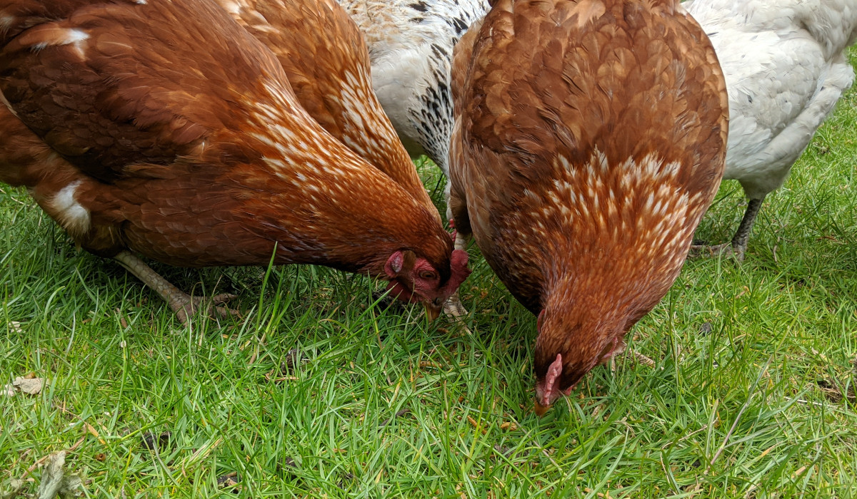 Feeding Broiler Chickens Which Feeds To Use And How Long To Use Them 