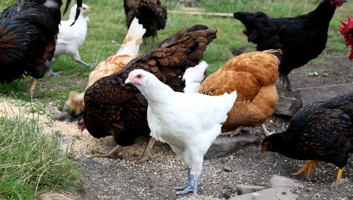 Can you keep broilers or meat chickens with regular egg laying birds ...